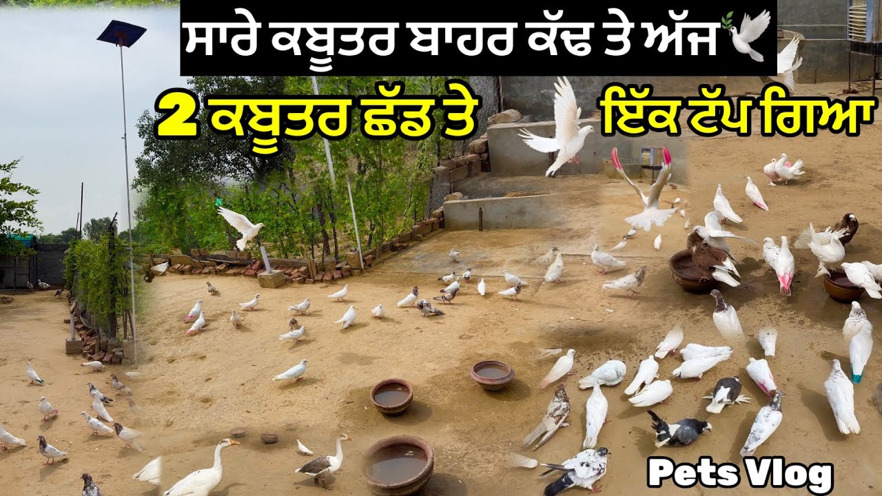 ਸਾਰੇ ਕਬੂਤਰ Master ਖੁੱਡੇ ਚੋਂ ਬਾਹਰ ਕੱਢਤੇ ਅੱਜ🕊️|| 2 ਛੱਡ ਤੇ - ਇੱਕ ਟੱਪ ਗਿਆ💔|| #pigeon #kabootar