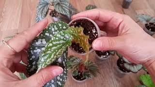картинка: Излишки бегоний на 06.10.25.#комнатные растения ☘️☘️☘️