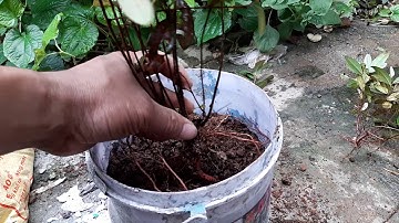 Kỹ thuật trồng cây (SIM rừng)vào chậu cực dễ sống.