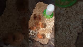 My Son Wanted Chickens… So We Did This 🐔, chick magnet! #chicken  #DIY #hobbyfarm  #chicken #family