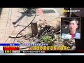 砂石車疑未閃車撞斷電桿 41歲駕駛毒篩陽性 @newsebc