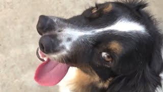 Born With 2 Noses: Why Do Hunters Breed Dogs Like This?