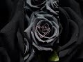 черные розы музыка музыкальность