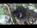 Blackbird Chicks in Nest 4K