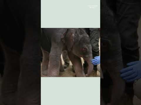 First endangered Asian elephant born at National Zoo after two decades