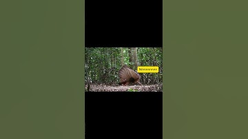 Chim "khè" bạn: Cười lăn lộn với những tình huống dở khóc dở cười!  #haihuoc  #funny #memes #animals