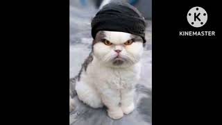 Funny cats pictures صور قطط مضحكه
