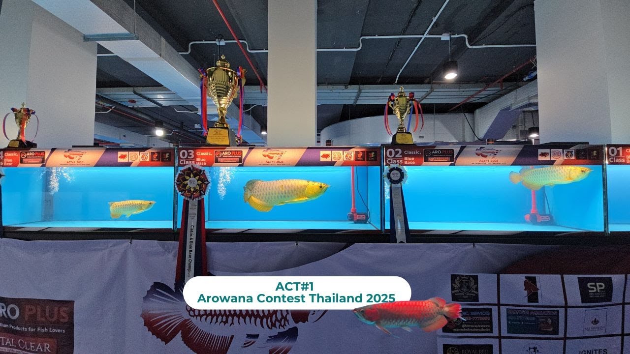 🏆ACT#1 Arowana Contest Thailand 2025 | Super Red & Golden Arowana 🐉