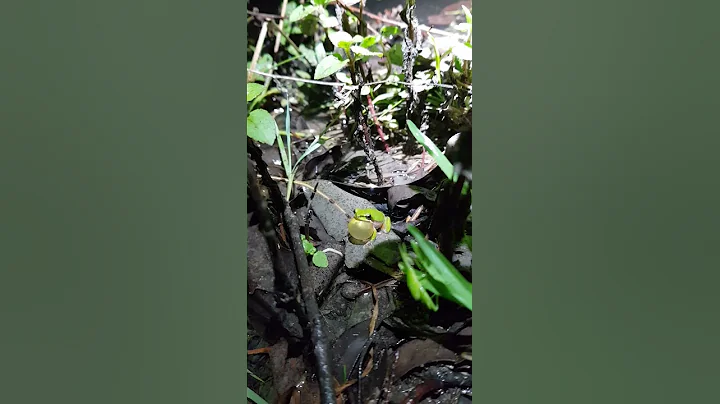 Eastern Dwarf Tree Frog - Litoria Fallax
