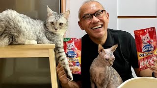 RAHASIA KUCING BEBAS STRESS - SNACK DAN LITTER BOX DARI UNICHARM PET by Kucing Om Wepe 18,529 views 10 months ago 14 minutes, 58 seconds