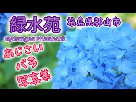 緑水苑 福島 郡山 花 写真集 Florist Shin 世界を癒すHealing flowers 紫陽花 バラ 葵 睡蓮 ツツジ 幻想的 風景 花の写真 四季の里 花の写真集 花の写真の撮り方