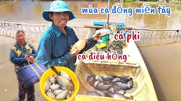 Trải Nghiệm Đi Xuồng Kéo Côn Bắt Cá Đồng Mùa Nước Nổi Miền Tây 