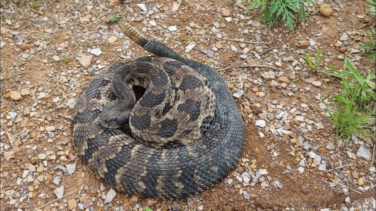 Ridge top timber rattlesnake in Casey County KY 4 July 2023 YouTube