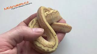 Krajta Královská / Python Ball - Banana KingPin