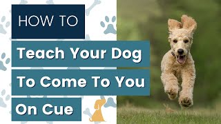 Teaching Puppy to Come