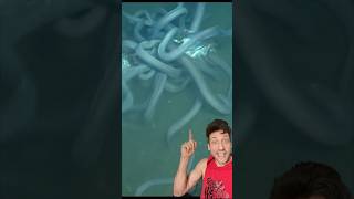 Slime Eels are WEIRD