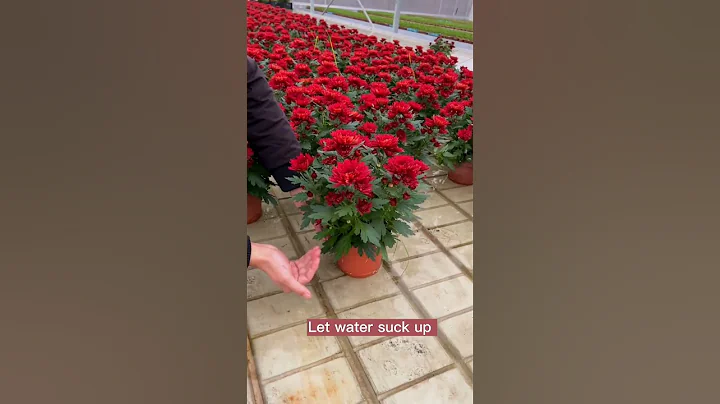 Pot Flowers Watering Techniques #satisfying #short - DayDayNews