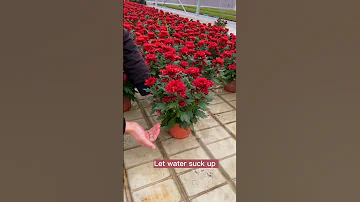 Pot Flowers Watering Techniques #satisfying #short