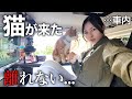 車中泊していたら可愛すぎる猫が来て離れない・・・【車中泊ソロキャンプ】