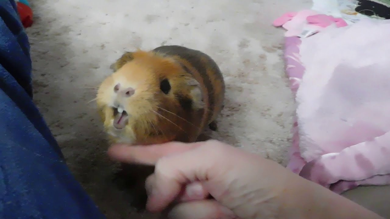 OUT OF THE MOUTHS OF GUINEA PIGS! SO FUNNY!! YouTube