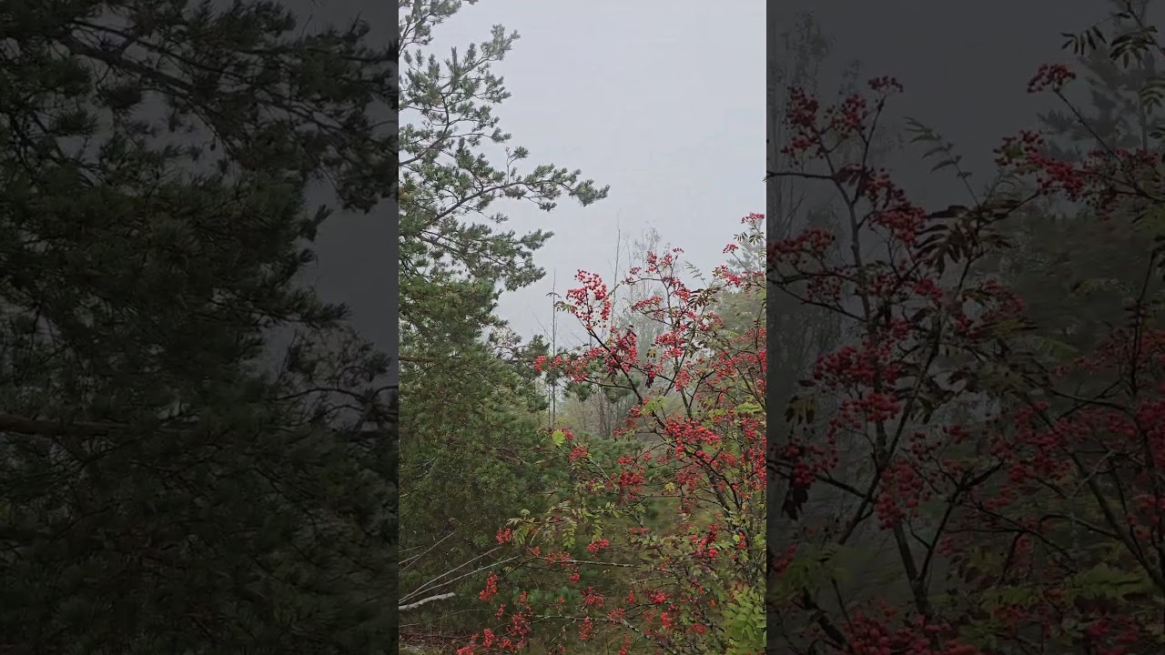 Карелия. Медвежьегорск. Гора Лысуха. Karelia. Medvezhyegorsk. Mount Lysukha