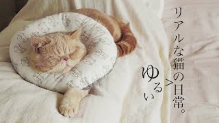 リアルな猫の日常/エキゾチックショートヘア