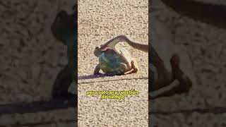 Resilient Survival: Finally Escaping a Snake Attack.#animals #short#Friendship #Us