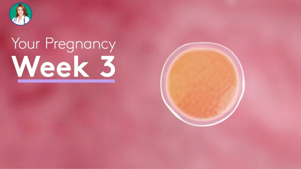 3 Weeks Pregnant in 3D – Early Embryo Development Visualized - YouTube