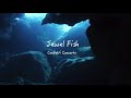 Jewel Fish GARNET CROW (Confetti Concertoカバー)