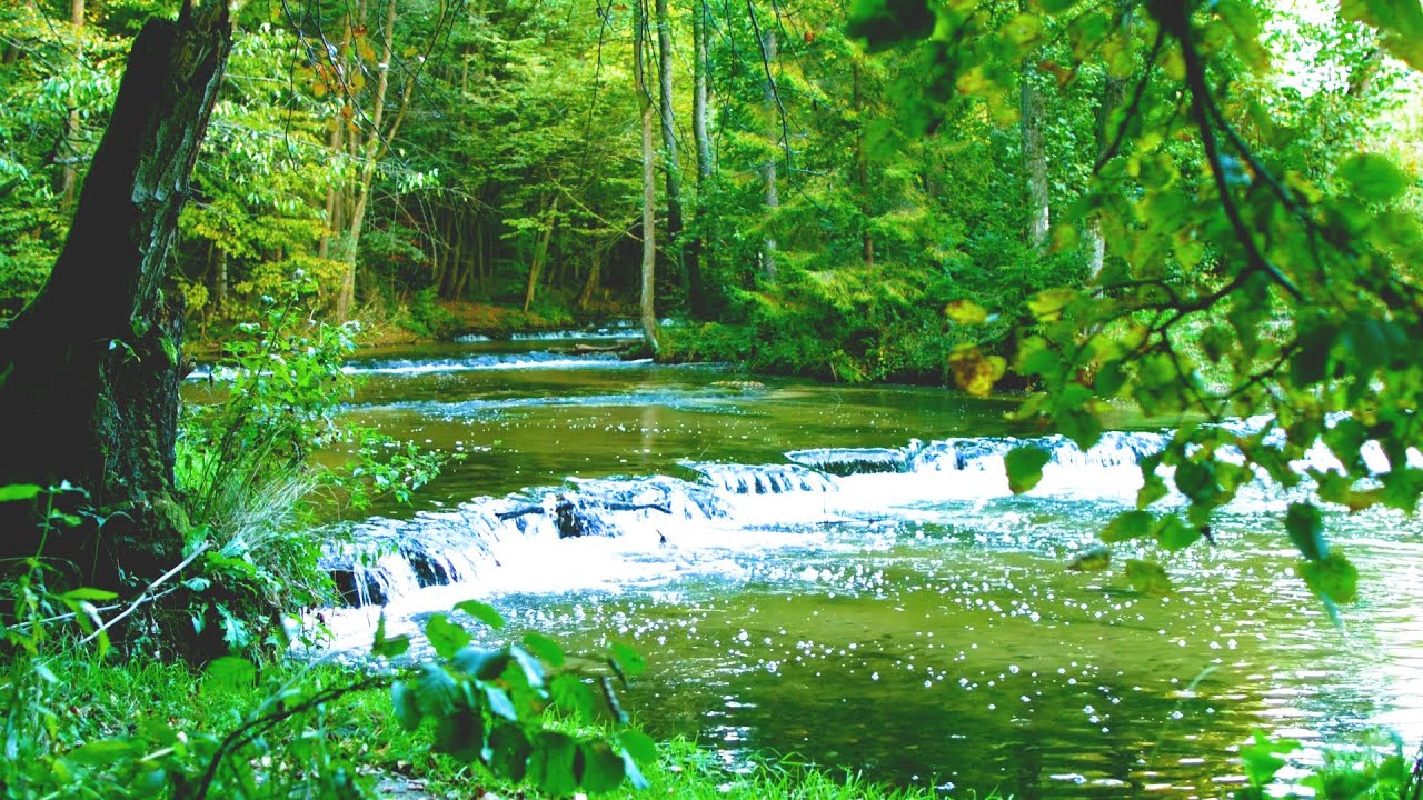 Peaceful Forest River Sounds🌿Relaxing Water Flow for Sleep, Study & Stress Relief