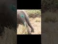 Wildlife officers treatment injured baby elephant #elephant #animals #attack