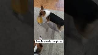Brodie steals the pizza