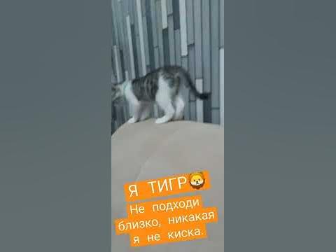 Тигруля🦁 - YouTube