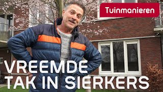 Download Lagu De Japanse Sierkers snoeien. Die vreemde tak eruit | snoeien | Tuinmanieren MP3