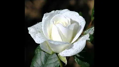 JOHN'S SONG----by Teresa McCready