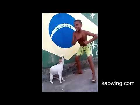 dog-dancing-and-singing