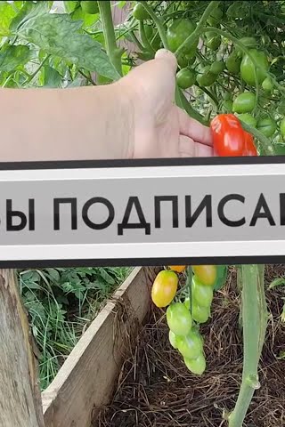 Сад и огород.Мини парник - томат* Ваше благородие*, 140 помидоров на ...