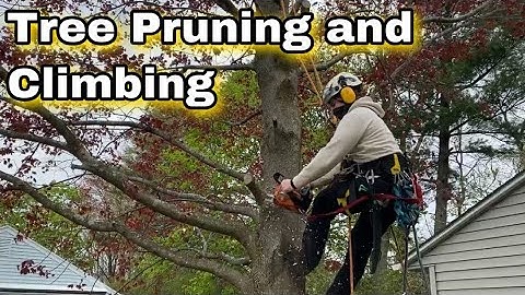 Tree Pruning Job with Some Branch Rigging | Arborist Tree Climber