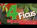 FICUS Benjamina🍃Audrey🍃Lyrata🍃Elástica✨CÓMO PROPAGAR 🍂PUDRICIÓN TEXANA prevención😮😥😭🤬