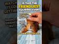 Is This the Friendliest Squirrel Ever? Watch How It Loves Getting Pet!