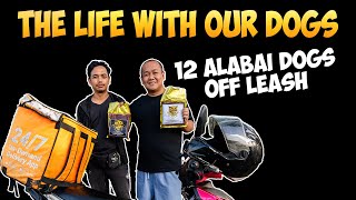 12 ALABAI DOGS OFF LEASH | THE LIFE WITH OUR DOGS