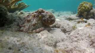 St John Snorkeling - Octopus @ Waterlemon Cay, Maho, USVI