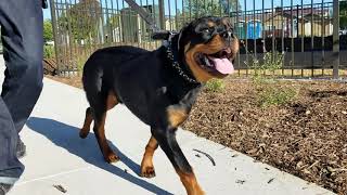 Rottweiler CASH,  6 months old