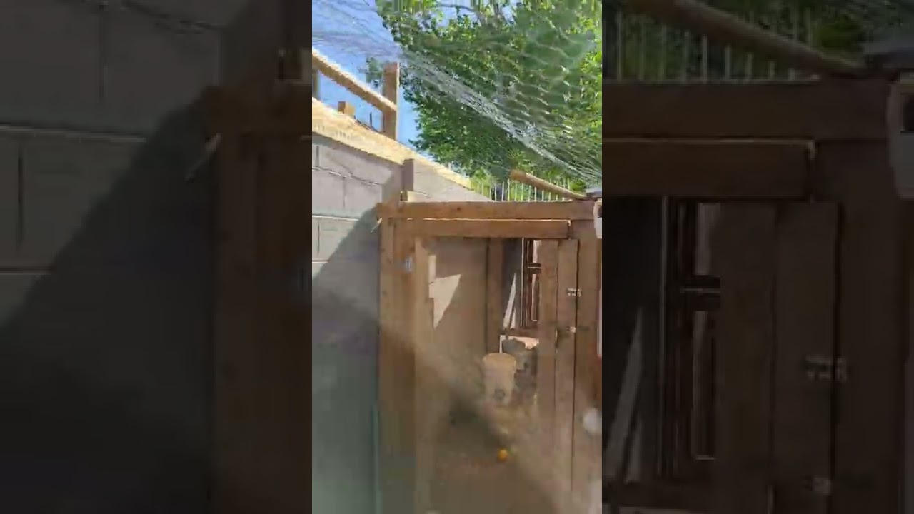 Poultry Bio Security Update on the Urban Backyard Homestead :)