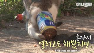 A cat which its head got stuck in a tin