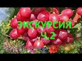 @Виноград 2021  Виноградник Гергеля, г Полтава  Ч 2