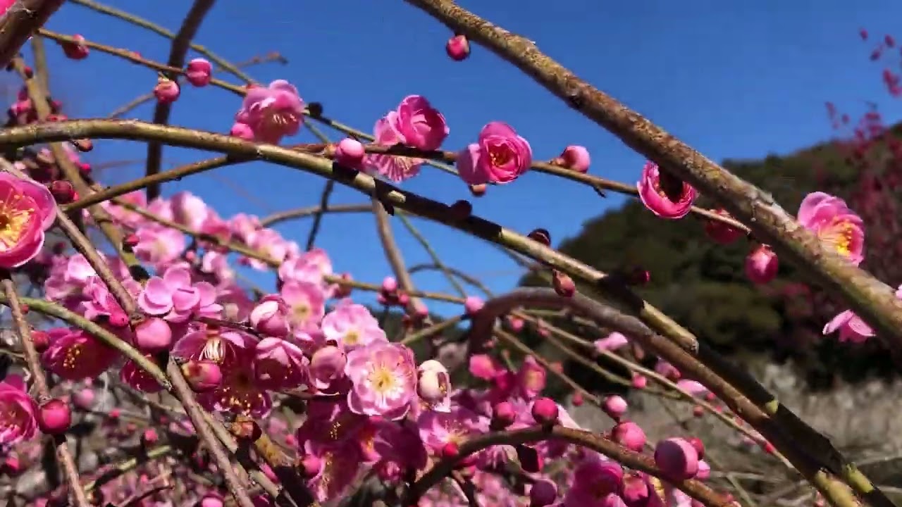 ワイエムエス　フレンドリー　伊万里梅園藤ノ尾の梅花　2026/02/18