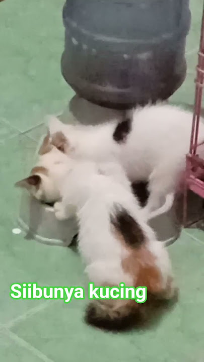 ibunya kucing mengawasi anaknya kucing yang lagi makan, meaow