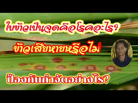 ใบข้าวเป็นจุดสีน้ำตาลเป็นโรคอะไร?