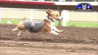 Corgi Racing With Hilarious Commentary!